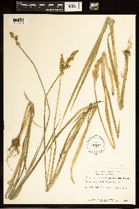 Carex stipata image