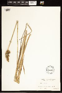 Carex stipata image