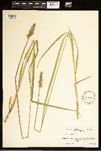 Carex stipata image