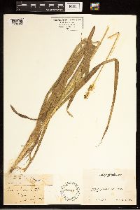 Carex stipata image