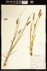 Carex stipata image