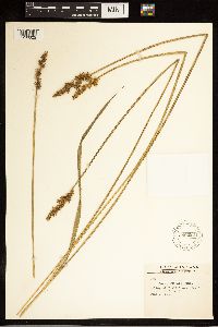 Carex stipata image