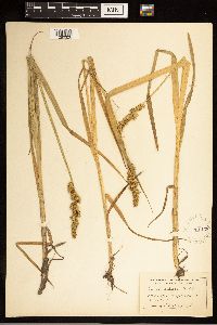 Carex stipata image