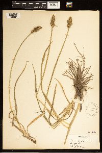 Carex stipata image