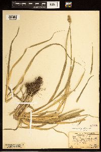 Carex stipata image