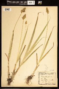 Carex stipata image