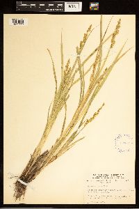 Carex stipata image