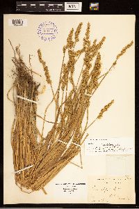 Carex stipata image