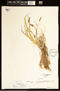 Carex stipata image