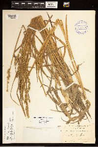 Carex stipata image