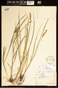 Carex stipata image