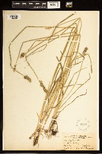 Carex stipata image