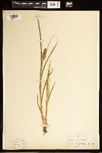 Carex stipata image