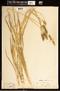 Carex stipata image