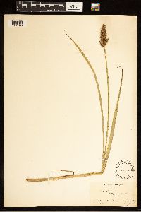 Carex stipata image