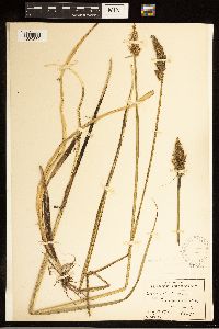 Carex stipata image