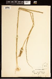 Carex stipata image