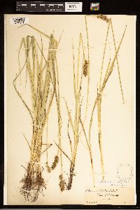 Carex stipata image
