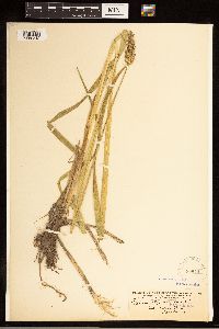 Carex stipata image