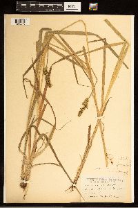 Carex stipata image