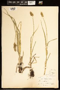 Carex stipata image