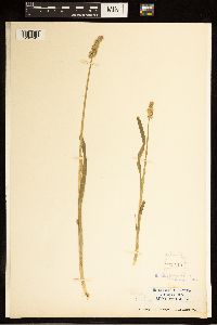 Carex stipata image