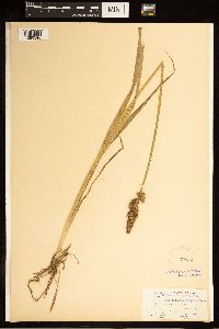 Carex stipata image
