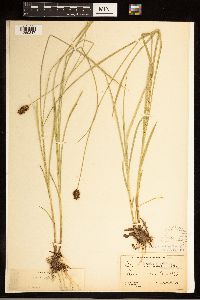 Carex stipata image