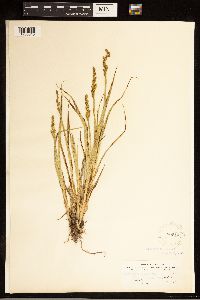 Carex stipata image
