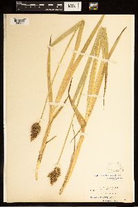 Carex stipata image