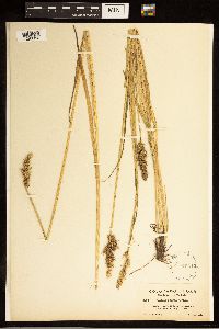 Carex stipata image