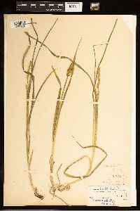 Carex stipata image