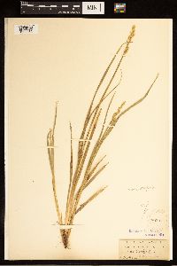 Carex stipata image