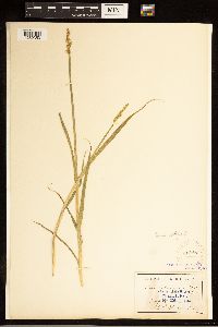 Carex stipata image