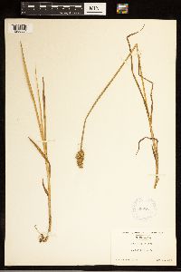 Carex stipata image