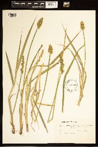 Carex stipata image
