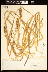 Carex stipata image