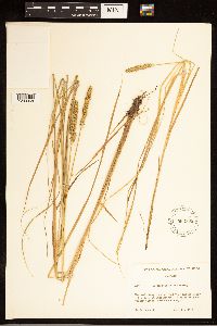 Carex stipata image