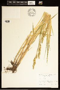 Carex stipata image