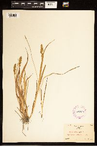 Carex stipata image