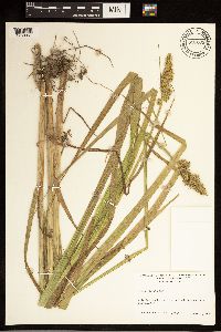 Carex stipata image