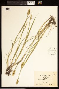 Carex stipata image