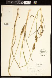 Carex stipata image