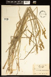 Carex stipata image