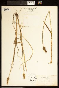 Carex stipata image