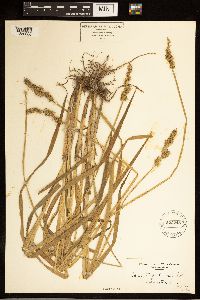 Carex stipata image