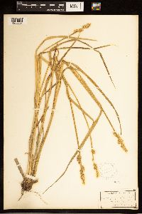 Carex stipata image