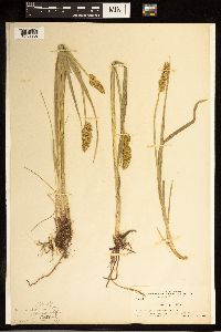 Carex stipata image