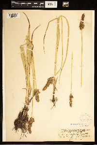 Carex stipata image