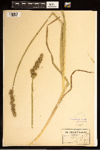 Carex stipata image